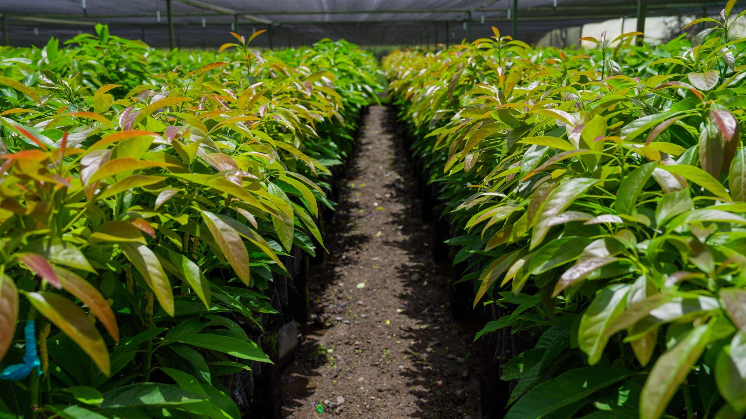 Avocado Nurseries