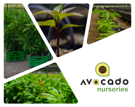 Avocado Nurseries