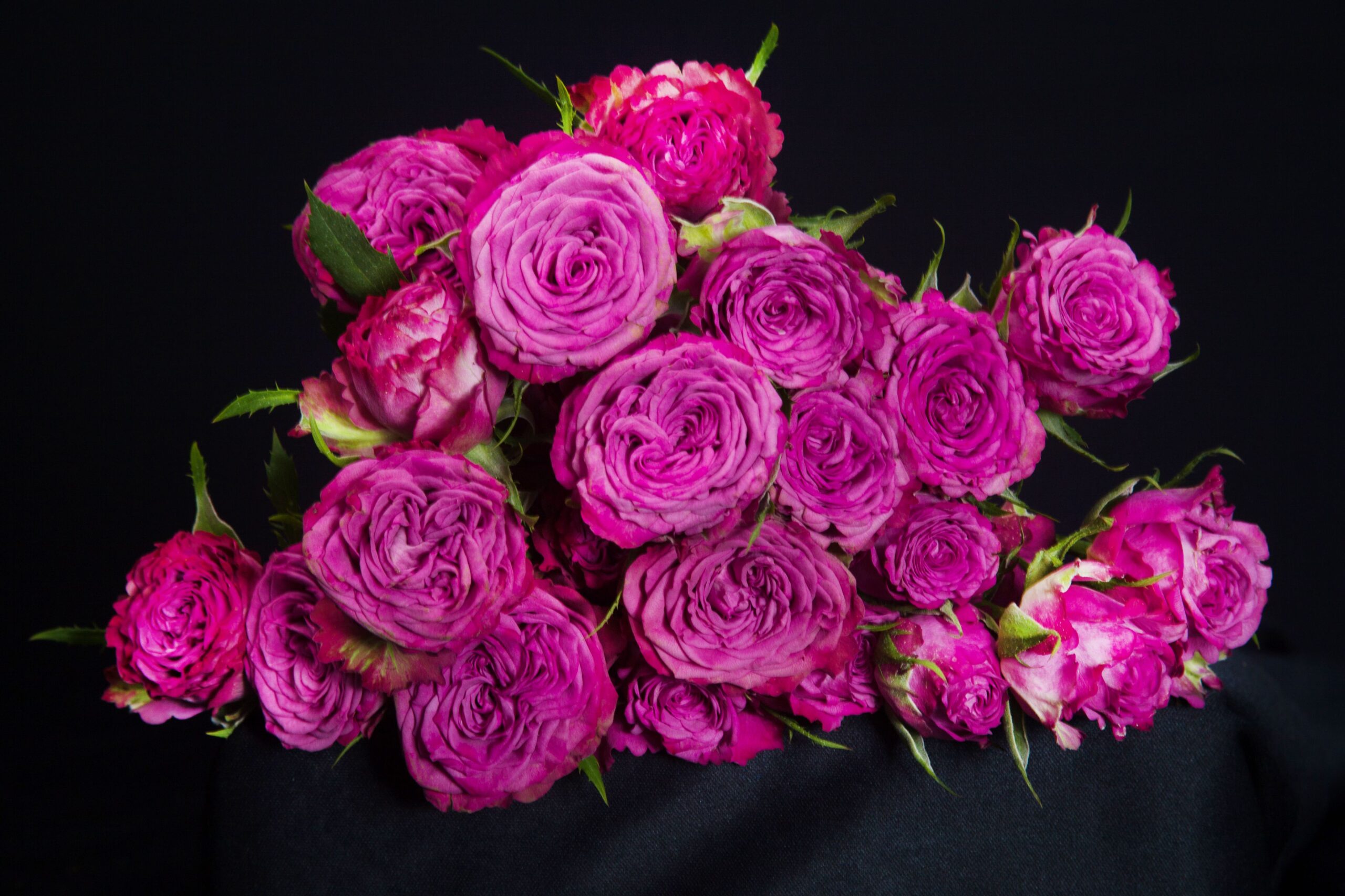 Purple Queen